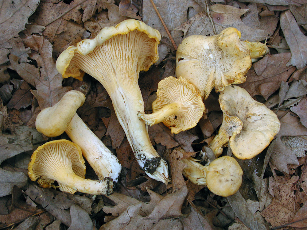 Chicago Mushroom Chicago Mushroom