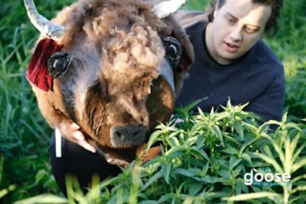 BISON? BISON. BISON! Blue Goose Theatre