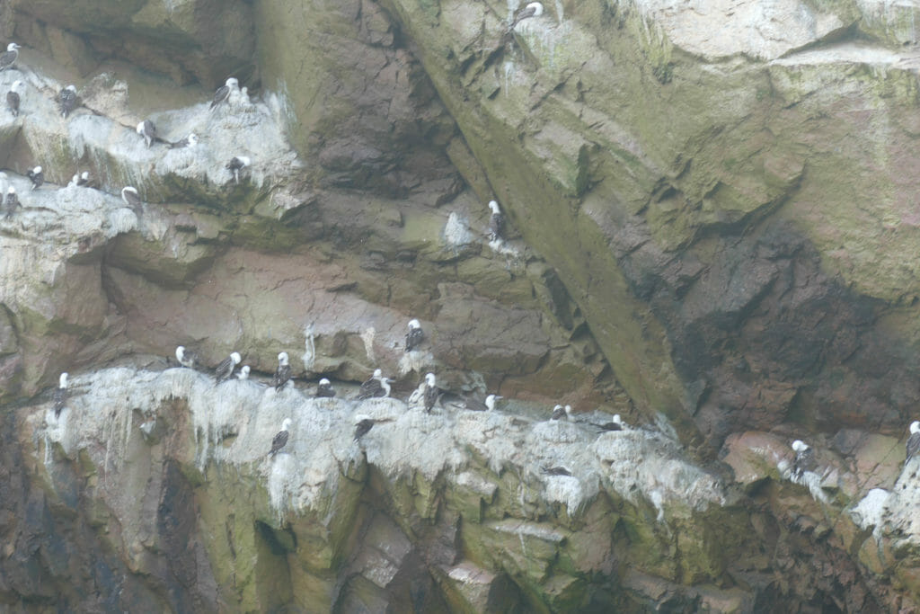 Islas Ballestas PERU Islas Ballestas PERU