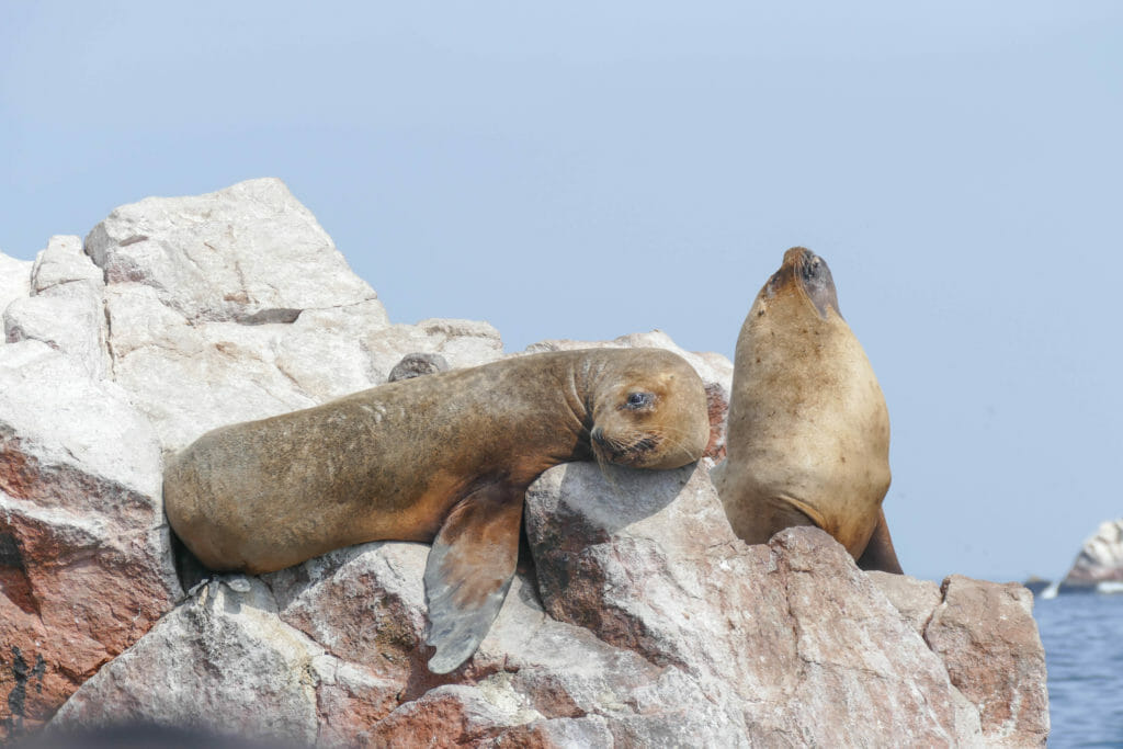 Islas Ballestas PERU Islas Ballestas PERU