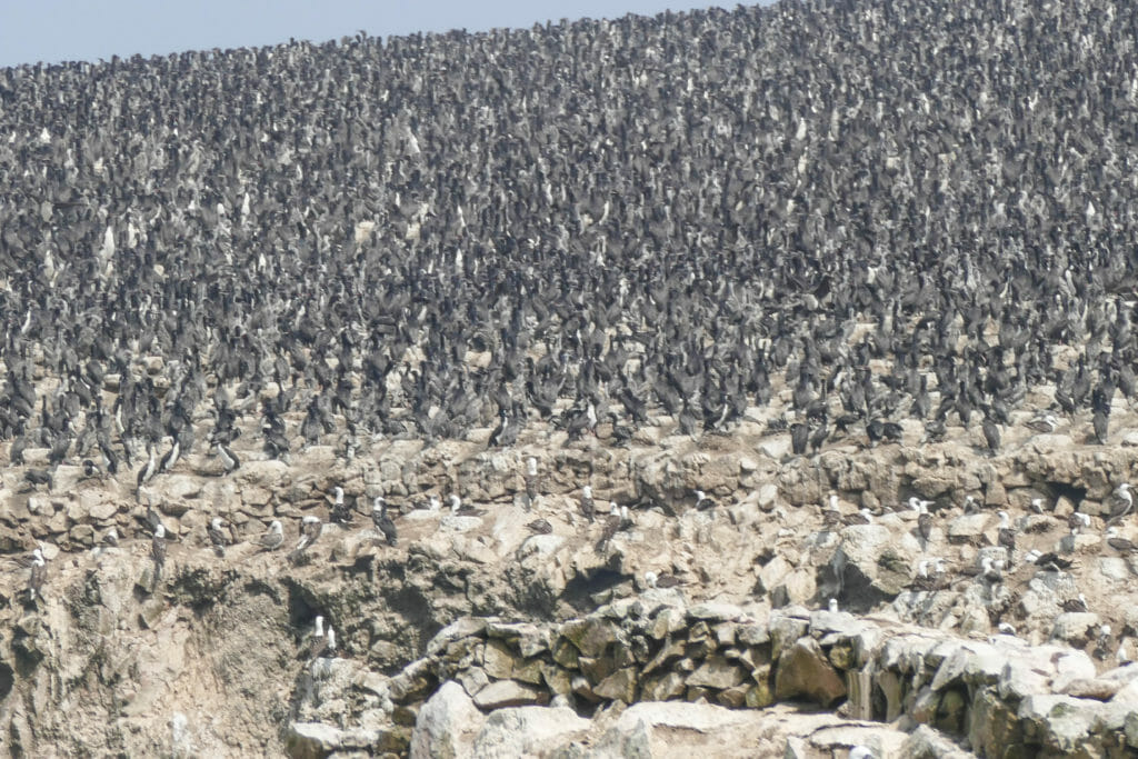 Islas Ballestas PERU Islas Ballestas PERU