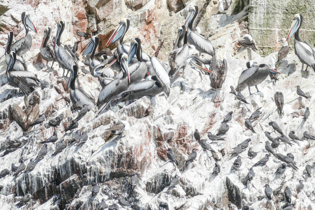 Islas Ballestas PERU Islas Ballestas PERU