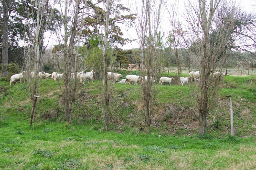 Masseria La Fiorita