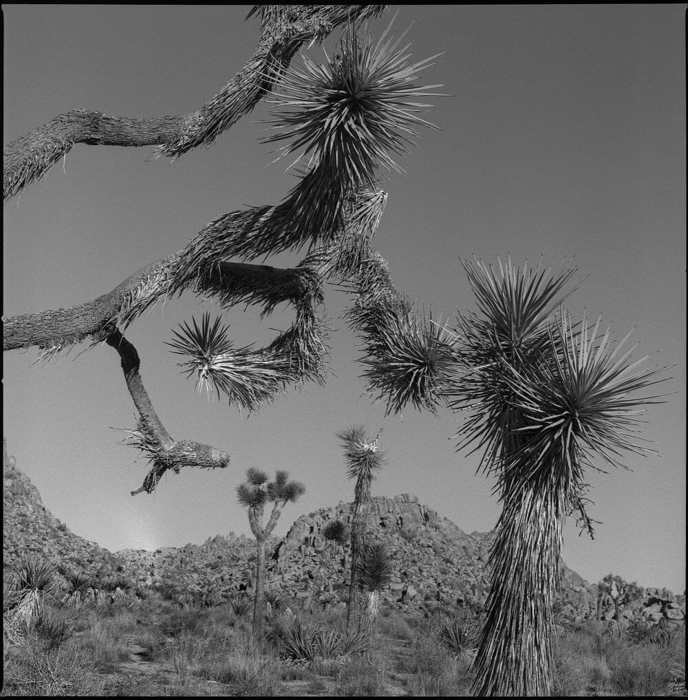 JOSHUA TREE NATIONAL PARK TWO-DAY TOUR JOSHUA TREE NATIONAL PARK TWO-DAY TOUR