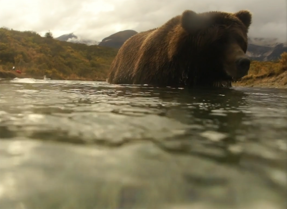 BEAR LIKE