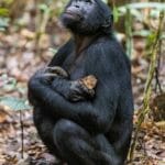 Natural History Museum (London) WILDLIFE PHOTOGRAPHER OF THE YEAR – Interview with Competition Juror Dr. Natalie Cooper